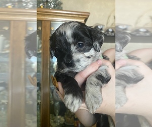 Lhasa Apso-Poodle (Standard) Mix Puppy for sale in E BRUNSWICK, NJ, USA