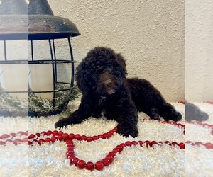 Whoodle (Miniature) Puppy for sale in DOSS, MO, USA