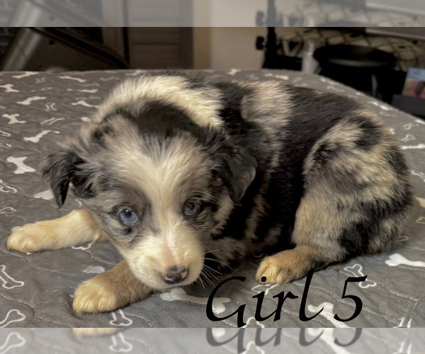 Medium Photo #129 Miniature Australian Shepherd Puppy For Sale in SALISBURY, NC, USA