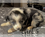 Small Photo #129 Miniature Australian Shepherd Puppy For Sale in SALISBURY, NC, USA