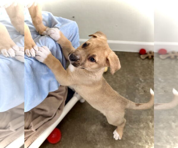 Medium Photo #1 Mutt Puppy For Sale in Estherville, IA, USA