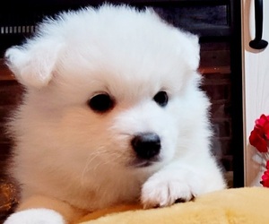 Japanese Spitz Puppy for sale in LITTLETON, CO, USA