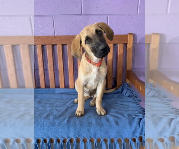 Medium Photo #1 Anatolian Shepherd-Unknown Mix Puppy For Sale in Genesee, WI, USA