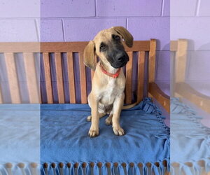 Anatolian Shepherd-Unknown Mix Dogs for adoption in Genesee, WI, USA