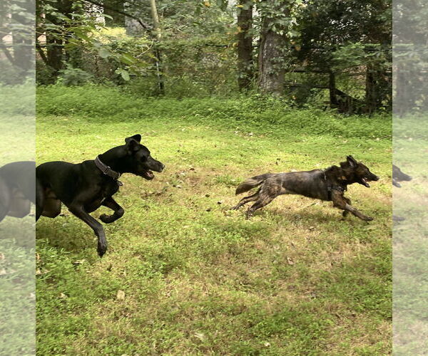 Medium Photo #2 Mutt Puppy For Sale in Spring Lake, NC, USA