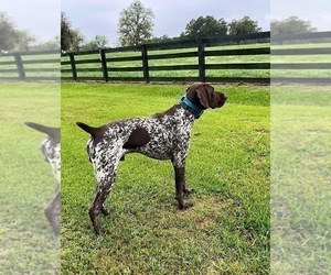 Father of the German Shorthaired Pointer puppies born on 09/25/2023