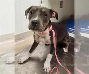 Mutt Dogs for adoption in Bakersfield, CA, USA