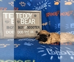 Puppy Scooter Zuchon