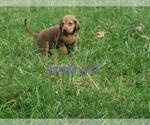 Puppy 6 Bloodhound