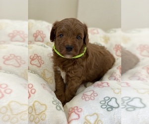 Doodle-Goldendoodle Mix Puppy for sale in DESERT HOT SPRINGS, CA, USA