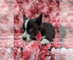 Small Photo #3 Pomsky Puppy For Sale in ATGLEN, PA, USA