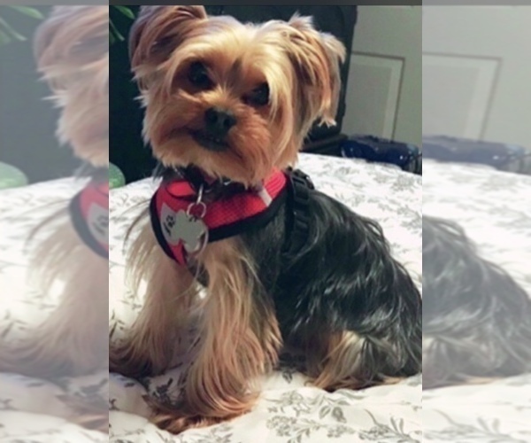 Medium Photo #1 YorkiePoo Puppy For Sale in SEYMOUR, IN, USA