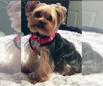 Small Photo #1 YorkiePoo Puppy For Sale in SEYMOUR, IN, USA