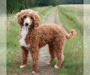 Father of the Cavapoo (Miniature) puppies born on 02/06/2026