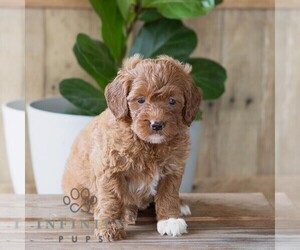Goldendoodle (Miniature) Puppy for sale in NARVON, PA, USA