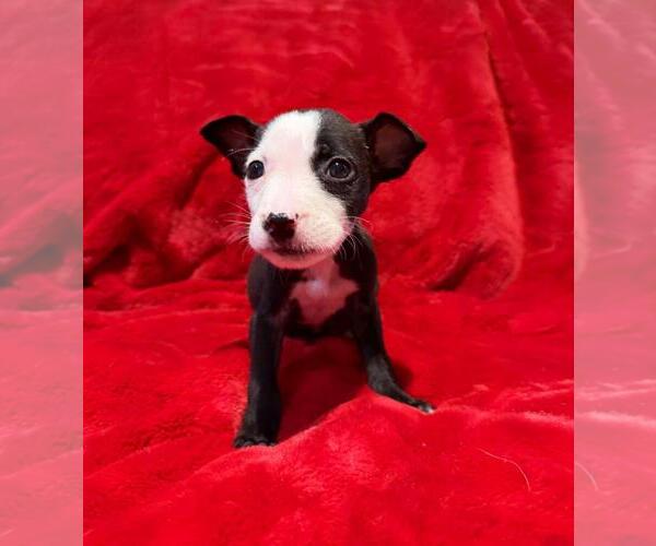 Medium Photo #1 Labrador Retriever-Unknown Mix Puppy For Sale in Plainfield, IL, USA