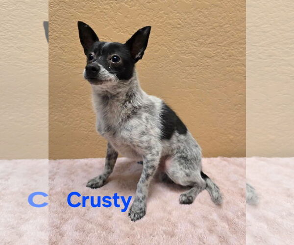 Medium Photo #1 Chihuahua-Unknown Mix Puppy For Sale in Modesto, CA, USA