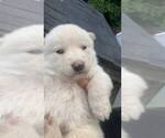 Small Photo #24 Swiss Shepherd-Timber Wolf Mix Puppy For Sale in MAD RIVER, CA, USA