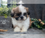 Small Photo #3 Shih Tzu Puppy For Sale in MIDDLEBURY, IN, USA
