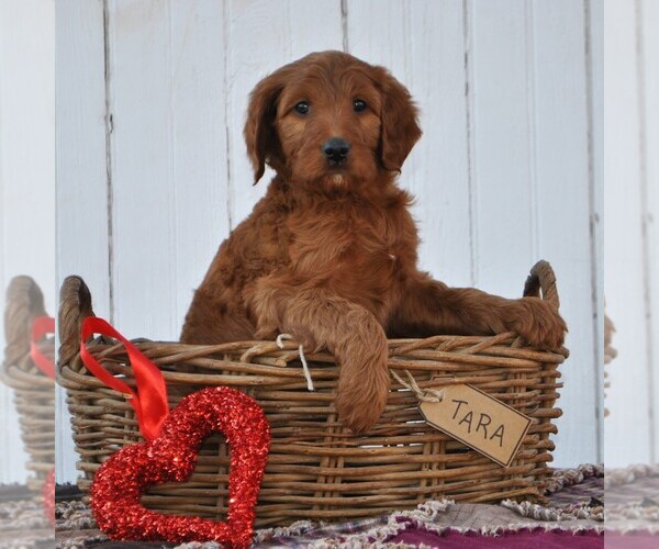 Medium Photo #3 Irish Doodle Puppy For Sale in GREENCASTLE, PA, USA
