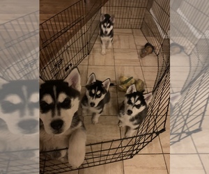 Siberian Husky Puppy for sale in AMMON, ID, USA