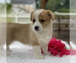 Small Photo #7 Pembroke Welsh Corgi Puppy For Sale in GAP, PA, USA