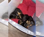 Small Photo #12 Rottweiler Puppy For Sale in ZEPHYRHILLS, FL, USA