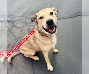 Cash - Male Anatolian Shepherd-Unknown Mix Dog for Adoption - Photo #3
