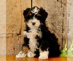 Small #3 Bernedoodle (Miniature)