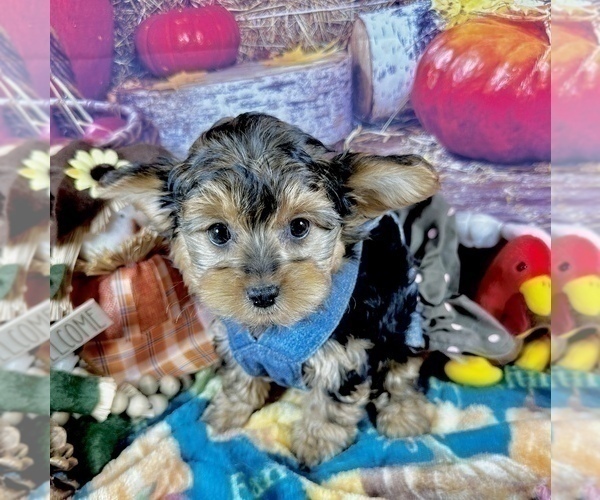 Medium Photo #39 Morkie Puppy For Sale in CASSVILLE, MO, USA