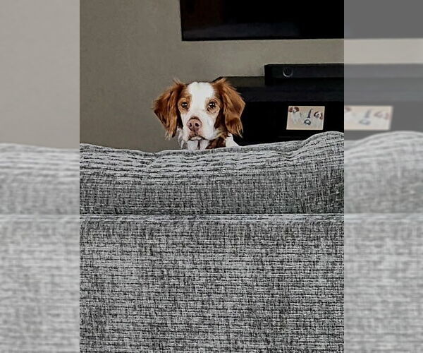 Medium Photo #4 Brittany Puppy For Sale in Curwensville, PA, USA