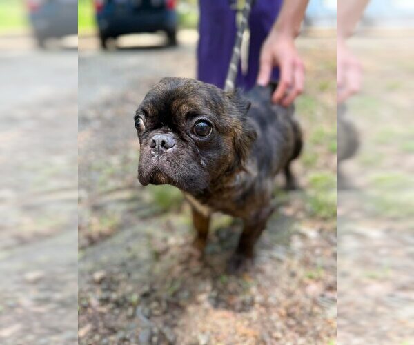 Medium Photo #1 French Bulldog Puppy For Sale in New York, NY, USA