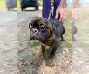 French Bulldog Dogs for adoption in New York, NY, USA