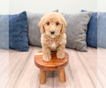 Small #1 Miniature Labradoodle