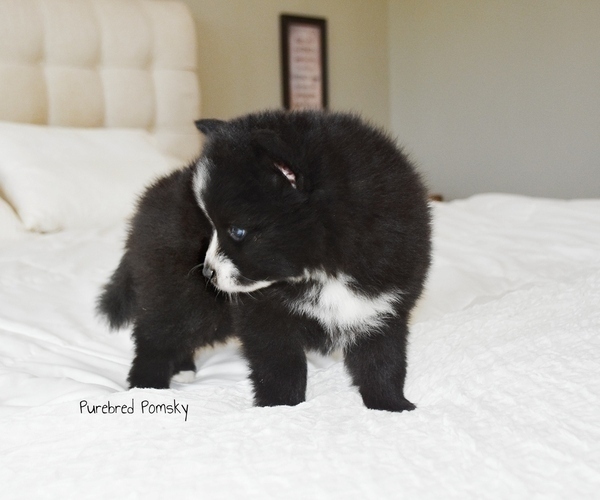 Medium Photo #5 Pomsky Puppy For Sale in KANSAS CITY, MO, USA