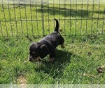 Small Photo #4 Dachshund Puppy For Sale in HARTFORD, MI, USA
