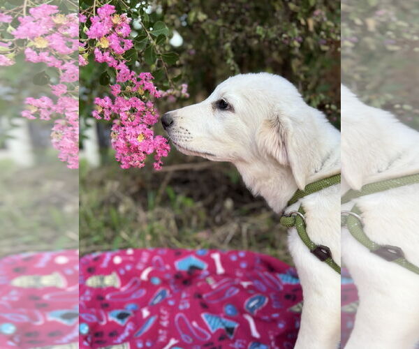 Medium Photo #10 Great Pyrenees Puppy For Sale in Spring, TX, USA