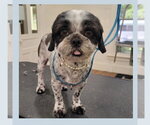 Small Shih Tzu Mix