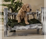 Puppy 2 Doodle-Goldendoodle Mix