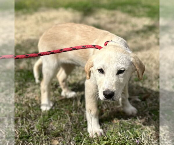 Medium Photo #3 Great Pyrenees-Unknown Mix Puppy For Sale in Yardley, PA, USA