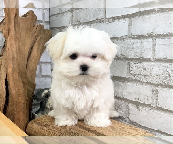 Medium Photo #7 Maltese Puppy For Sale in SAN FRANCISCO, CA, USA