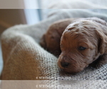 Small #33 Goldendoodle