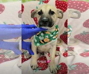 Shepweiller Dogs for adoption in SHERBURNE, NY, USA