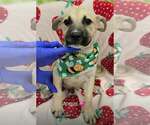 Angus (NY-Shari) - Male Shepweiller Dog for Adoption - Small photo