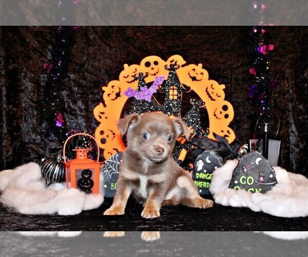 Medium Photo #12 Chihuahua Puppy For Sale in CHARLESTON, AR, USA