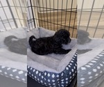 Small Shih-Poo