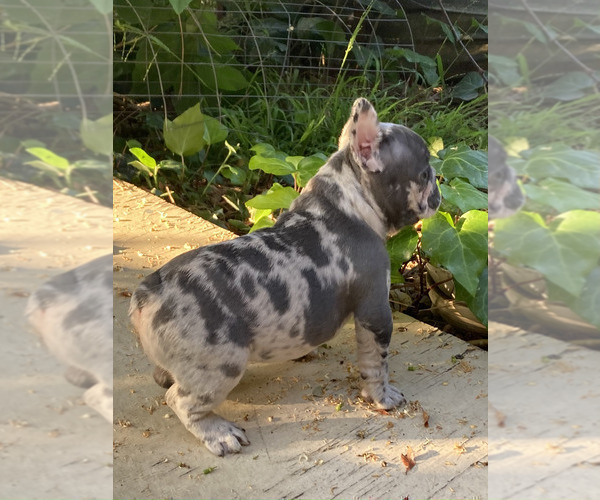 Medium Photo #22 French Bulldog Puppy For Sale in CITY INDUSTRY, CA, USA