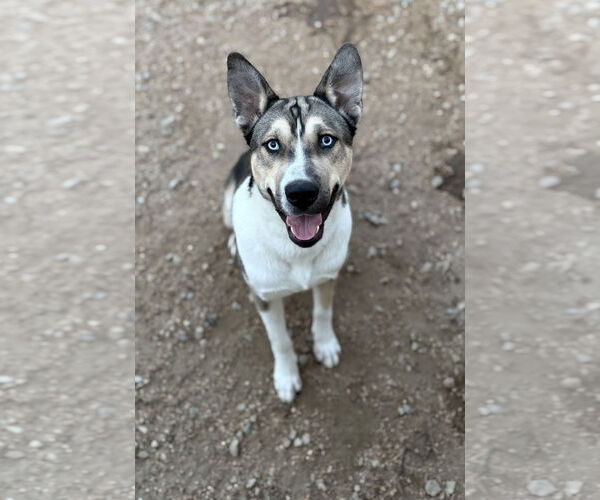 Medium Photo #1 Akita-Siberian Husky Mix Puppy For Sale in Corning, AR, USA