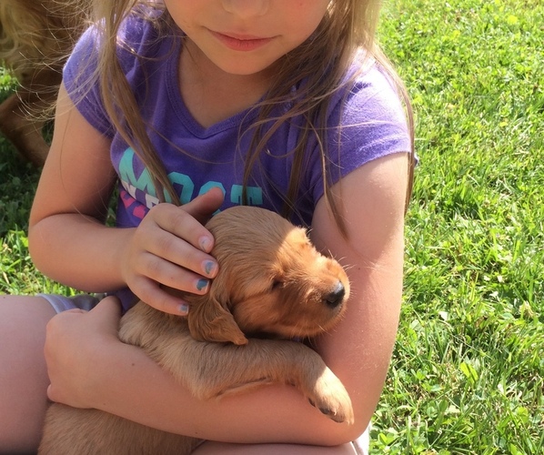 Medium Photo #1 Golden Retriever Puppy For Sale in EMBARRASS, MN, USA