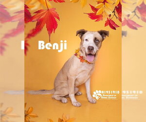BENJI - Male Mutt Dog for Adoption - Photo #3